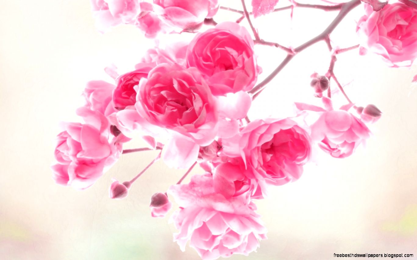 Spring Pink Branch Flower Tree White Bloom Spring Pink Branch Flower Tree White Bloom