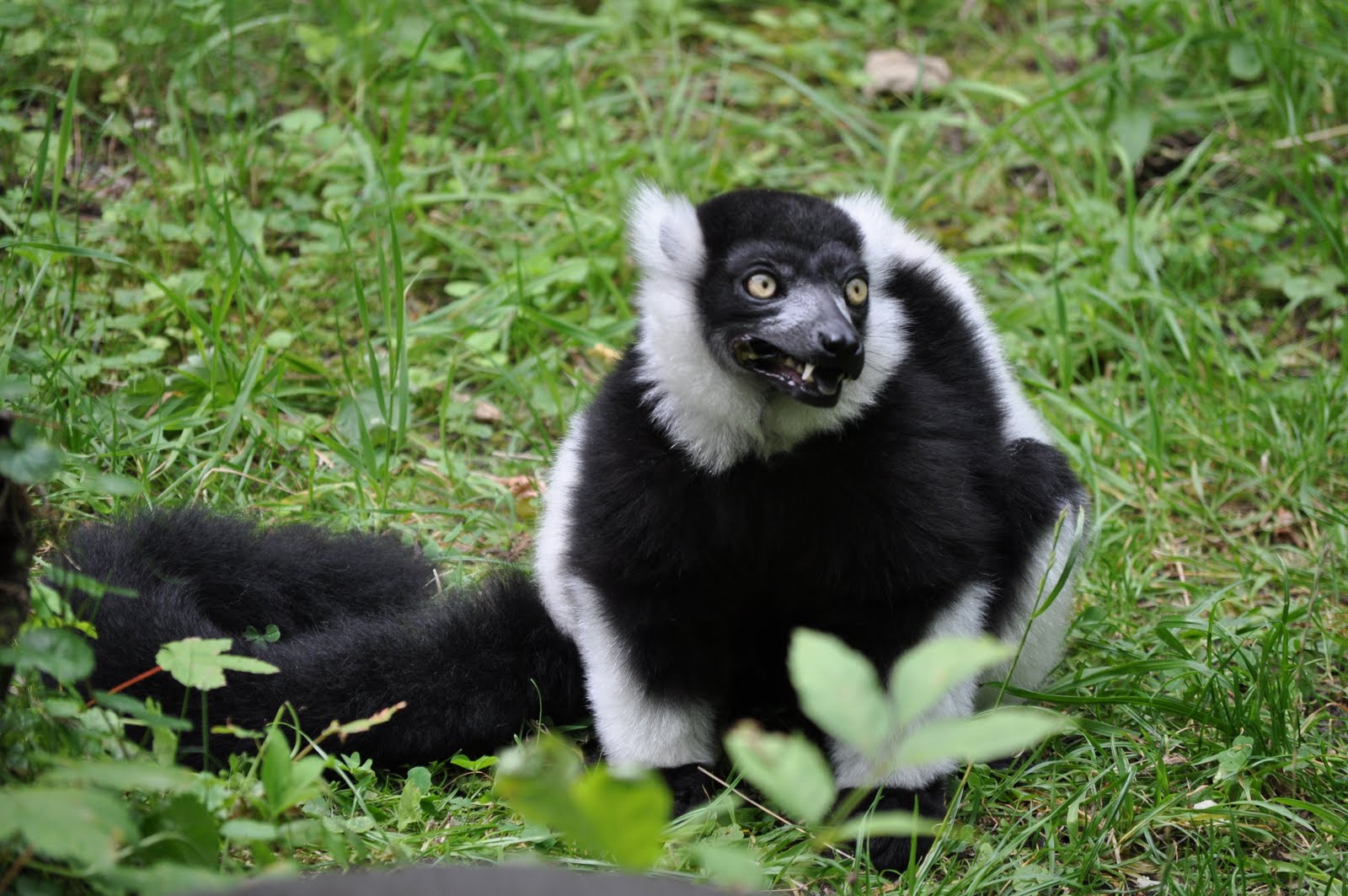 ZOOTOGRAFIANDO (MI COLECCIÓN DE FOTOS DE ANIMALES): LÉMUR RUFO BLANCO Y NEGRO / BLACK AND WHITE