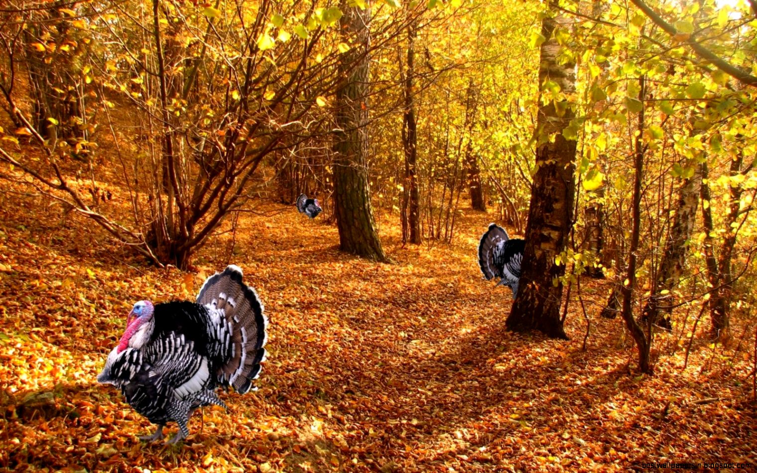 Free Thanksgiving Desktop Free Thanksgiving Desktop