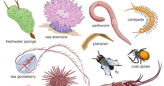 Ms. Raino's Science Classroom!: Invertebrates by Luke