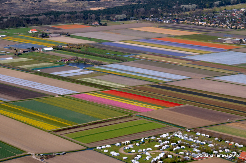 Holland Flower Fields