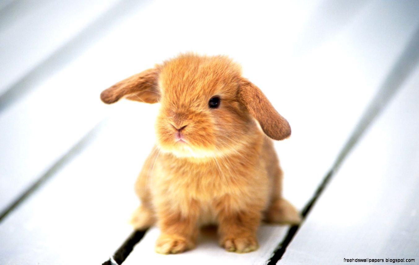 rabbits free computer desktop rabbits free computer desktop