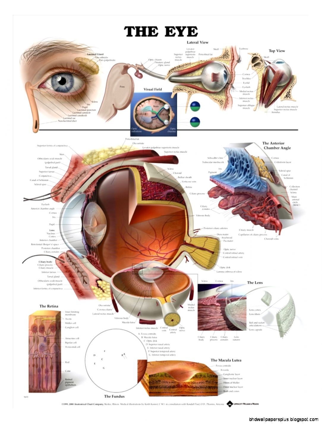 Eye Anatomy Charts   ENT Posters Page 1   AnatomyStuff Eye Anatomy Charts   ENT Posters Page 1   AnatomyStuff