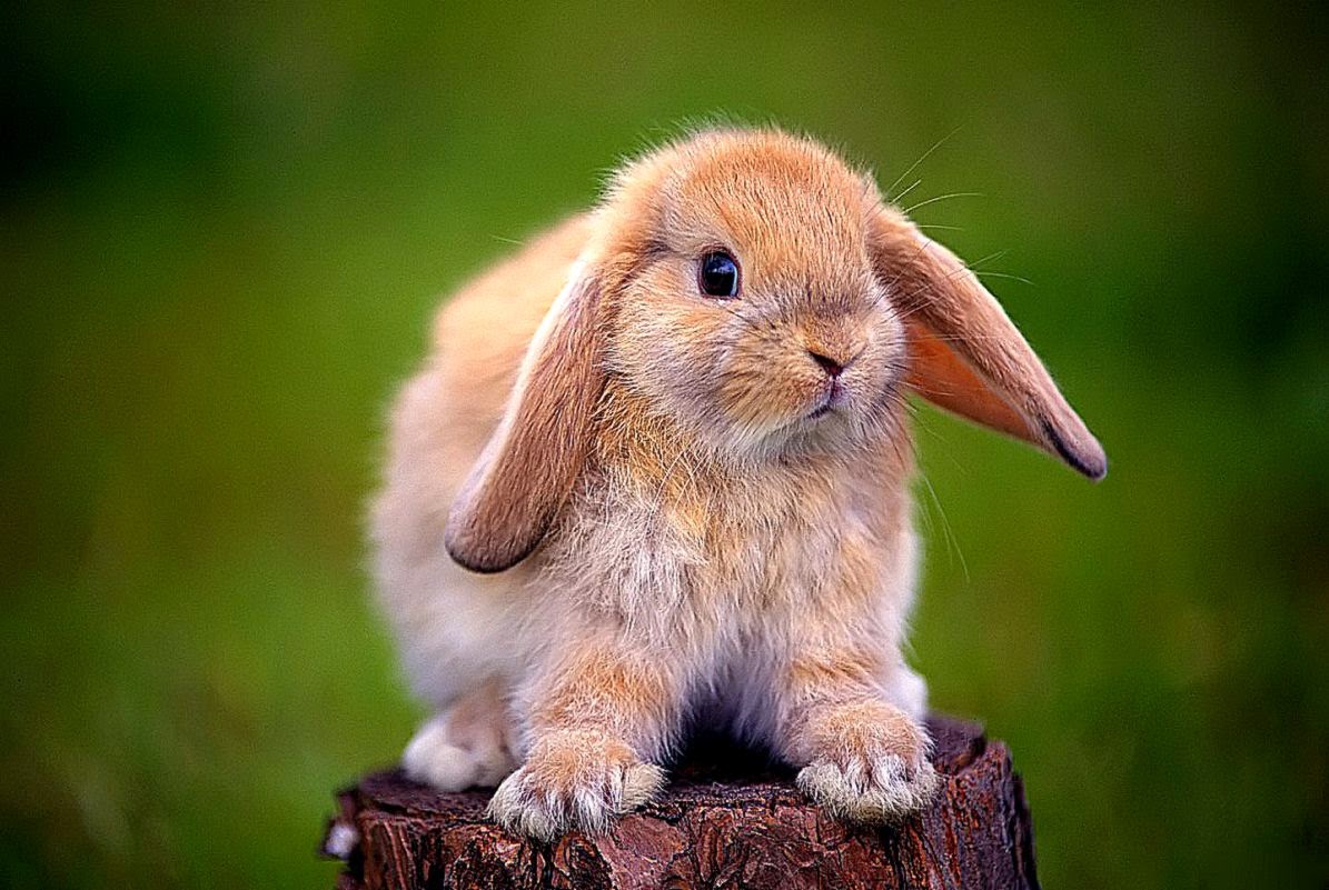 Rabbit Desktop