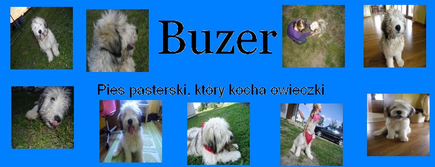 Buzer  Pies Pasterski