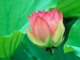Nenufar: La flor sagrada -Flor color rosa sobre verde