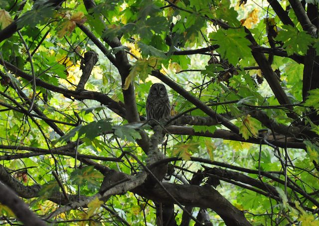 owl gmu Rate my professors is the best college professor reviews and ratings source based on student feedback over 17 million professors & 19 million reviews find & rate. owl gmu Rate my professors is the best college professor reviews and ratings source based on student feedback over 17 million professors & 19 million reviews find & rate.