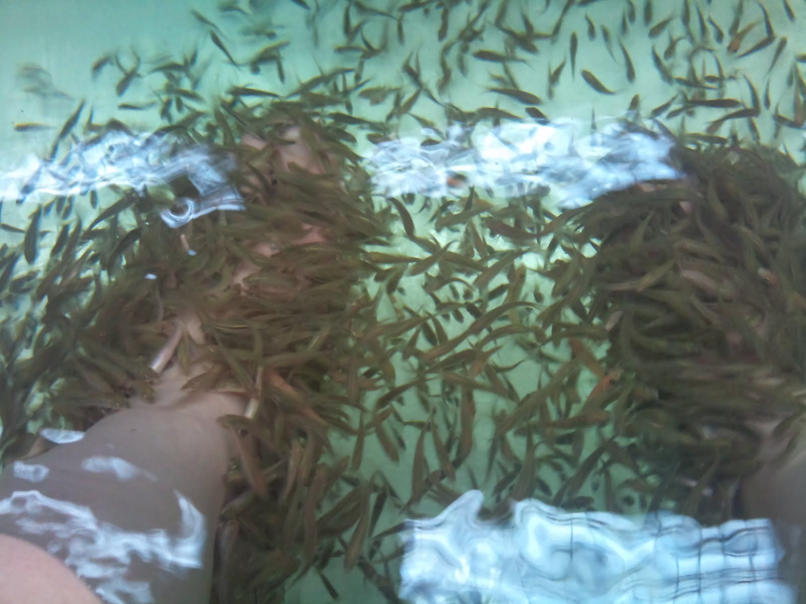 Stitch Your Soul Fish Pedicure