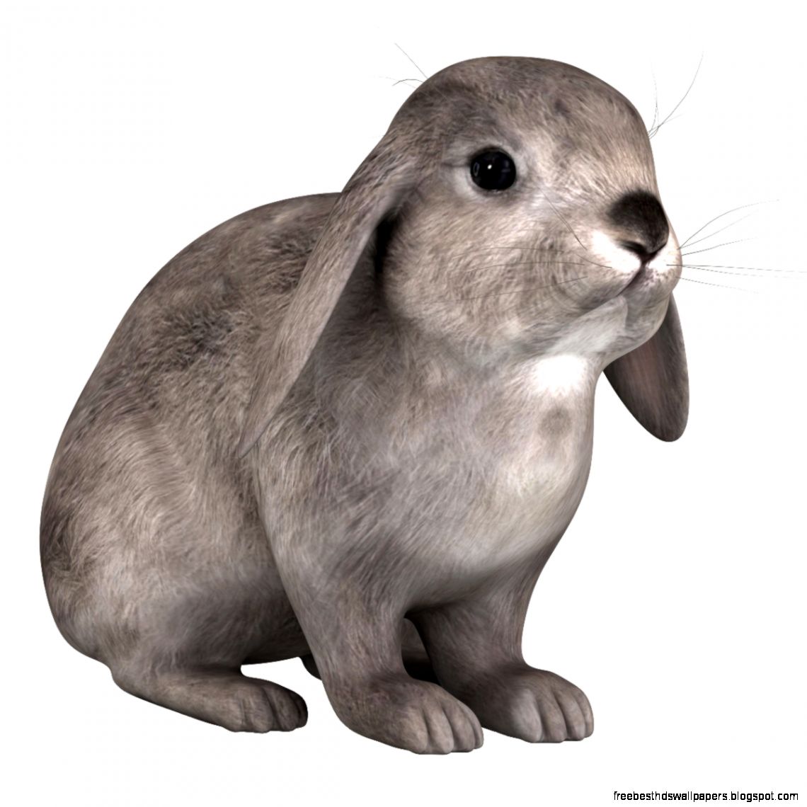 rabbit 3D Models rabbit 3D Models