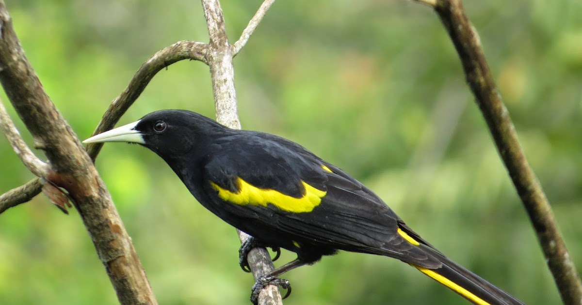 Col's Digiscope Blog A few birds from Puerto Vallarta in Mexico