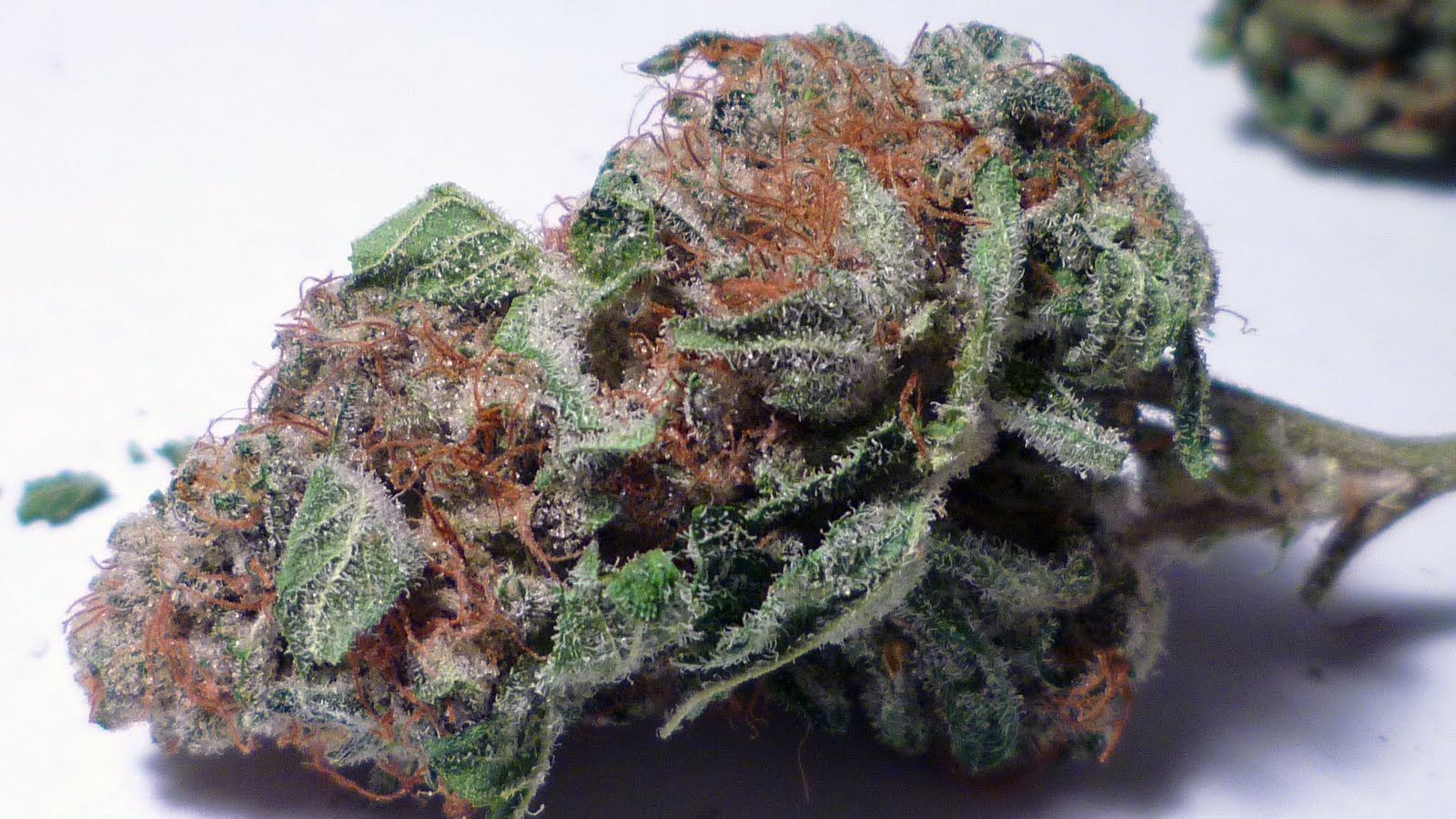 Paper Dump 420 Marijuana Dump