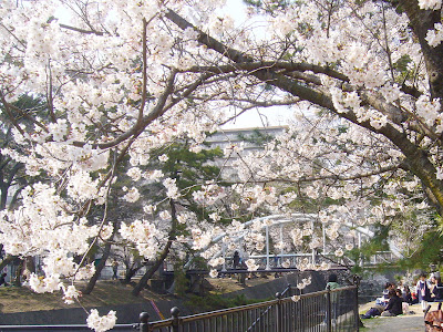 兵庫県・夙川公園 桜のお花見ウォーキング
