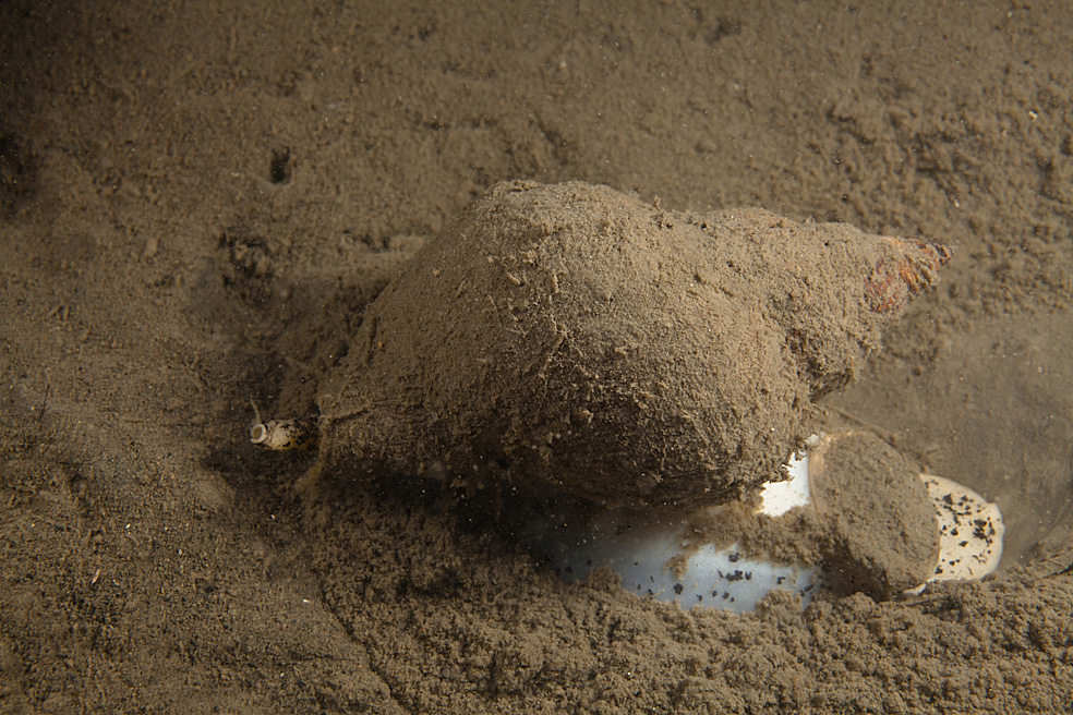A Whelk