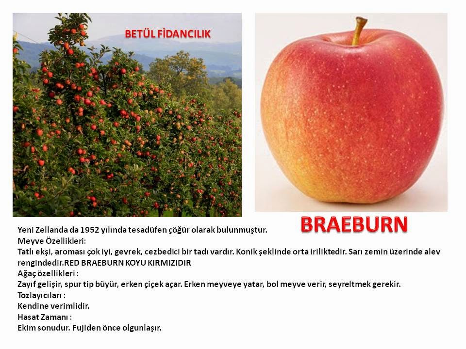Kayisi Fidani Sekerpare Bodur Saksida Fidan Satisi Fide Satisi Internetten Fidan Siparisi Bodur Asili Sertifikali Meyve Fidani Sus Bitkileri
