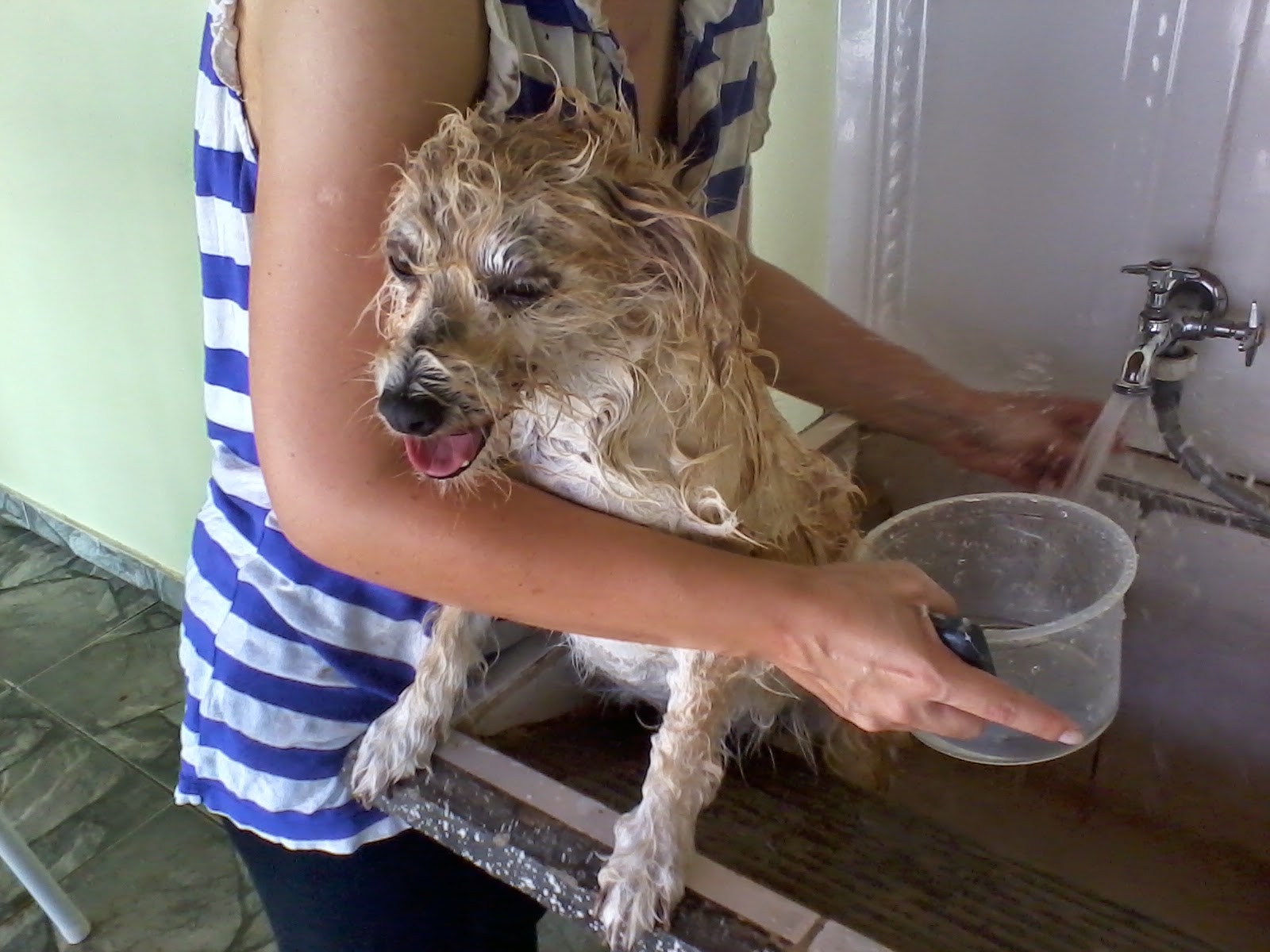 Vida de cão - a hora do banho
