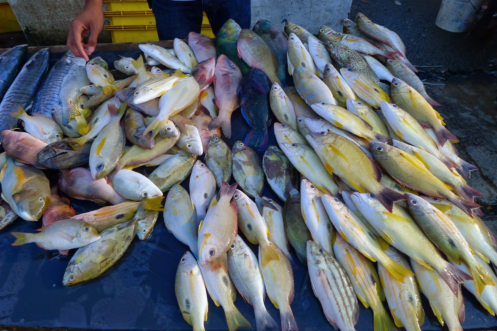 The Journey: IKAN