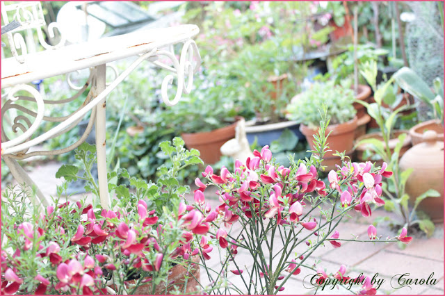 Tips Curing Disease Scotch Broom Sarothamnus Scoparius Overview