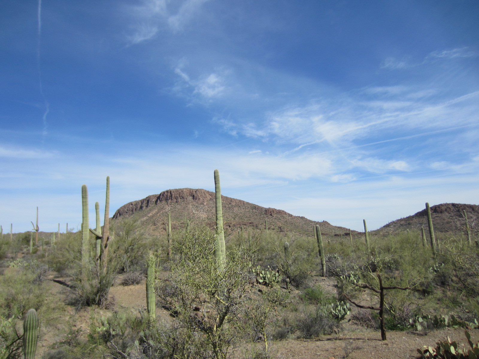 A NOVICE HIKER TRAILS AND TRIALS Picture Rocks in the Tucson Mountains