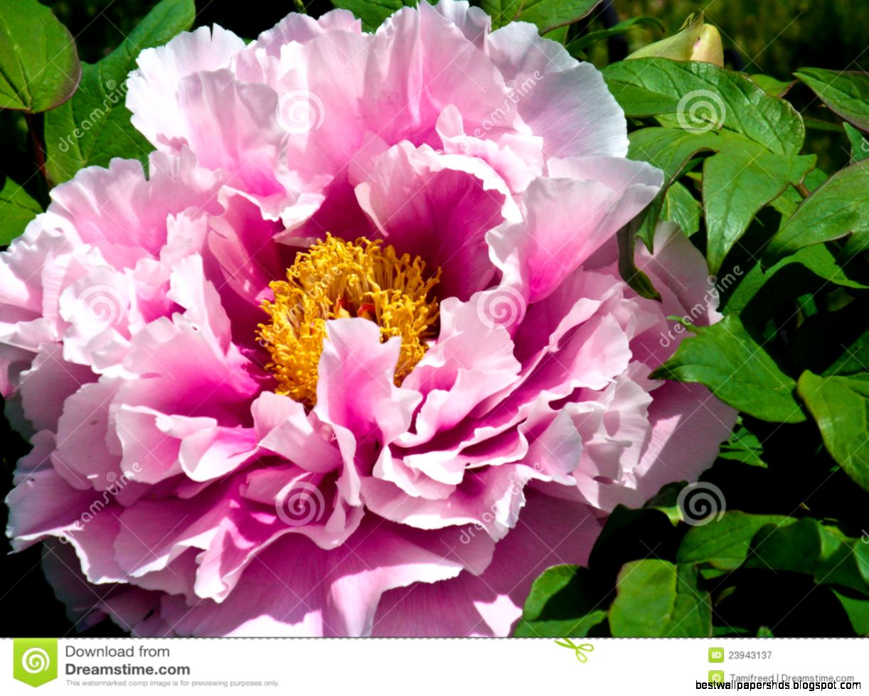 Japanese Peony Flower Royalty Free Stock Photography Image 23943137 Japanese Peony Flower Royalty Free Stock Photography Image 23943137