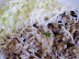 Hubové rizoto s pečeňou