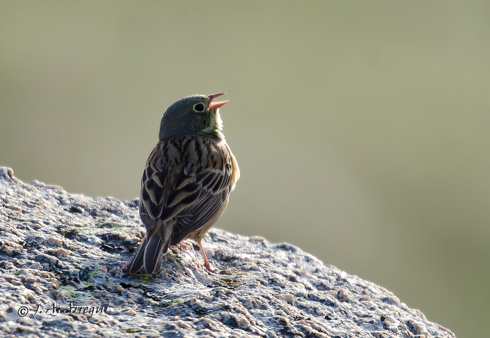 Escribano hortelano, Emberiza hortulana, Ortolan Bunting Escribano hortelano, Emberiza hortulana, Ortolan Bunting