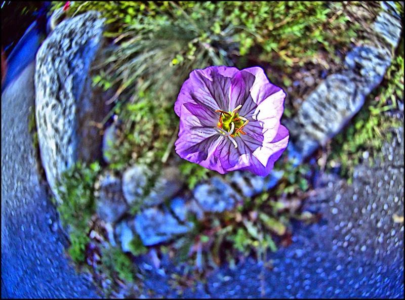 [Image: purpleflowerSM.jpg]
