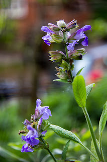 blühender Salbei blühender Salbei