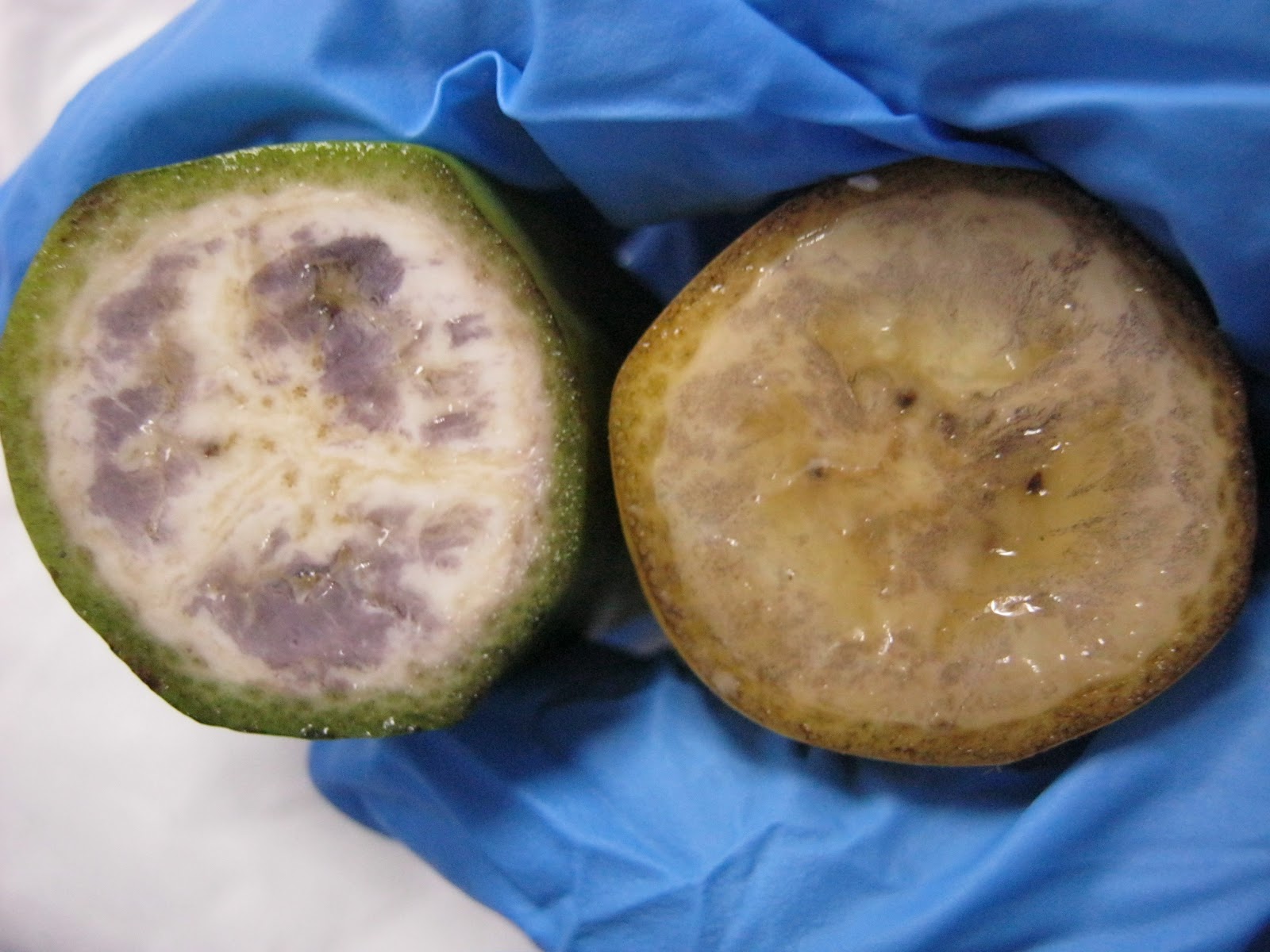 Centre of Circles Iodine staining to determine the ripeness of a fruit