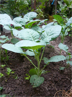 ALTERNATIVA ECOLÓGICA: CULTIVO DE BRÓCOLI