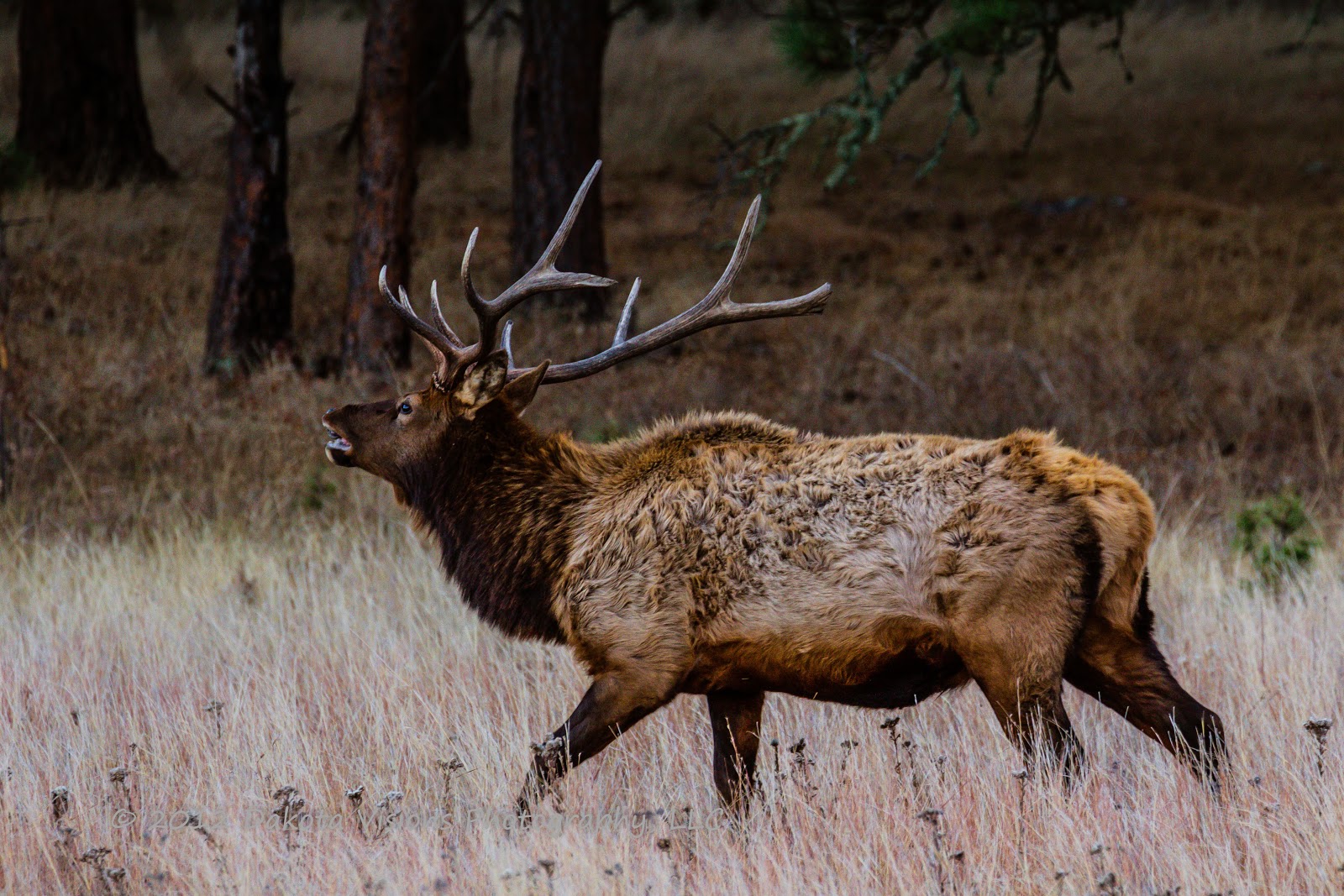 See You Behind the Lens... Bugling Elk Once You've Heard One You'll