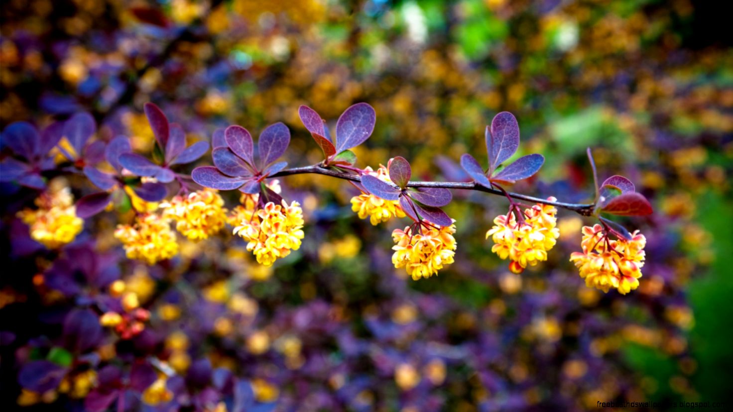 summer flower images and wallpapers Download summer flower images and wallpapers Download