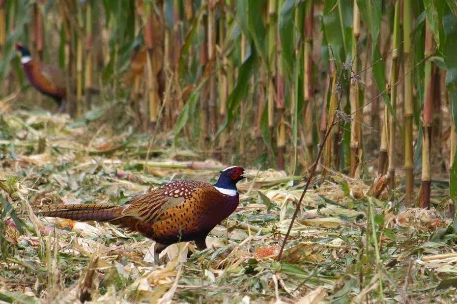 Full O'Bull Gazette Winter Pheasant Releases Underway Statewide in PA