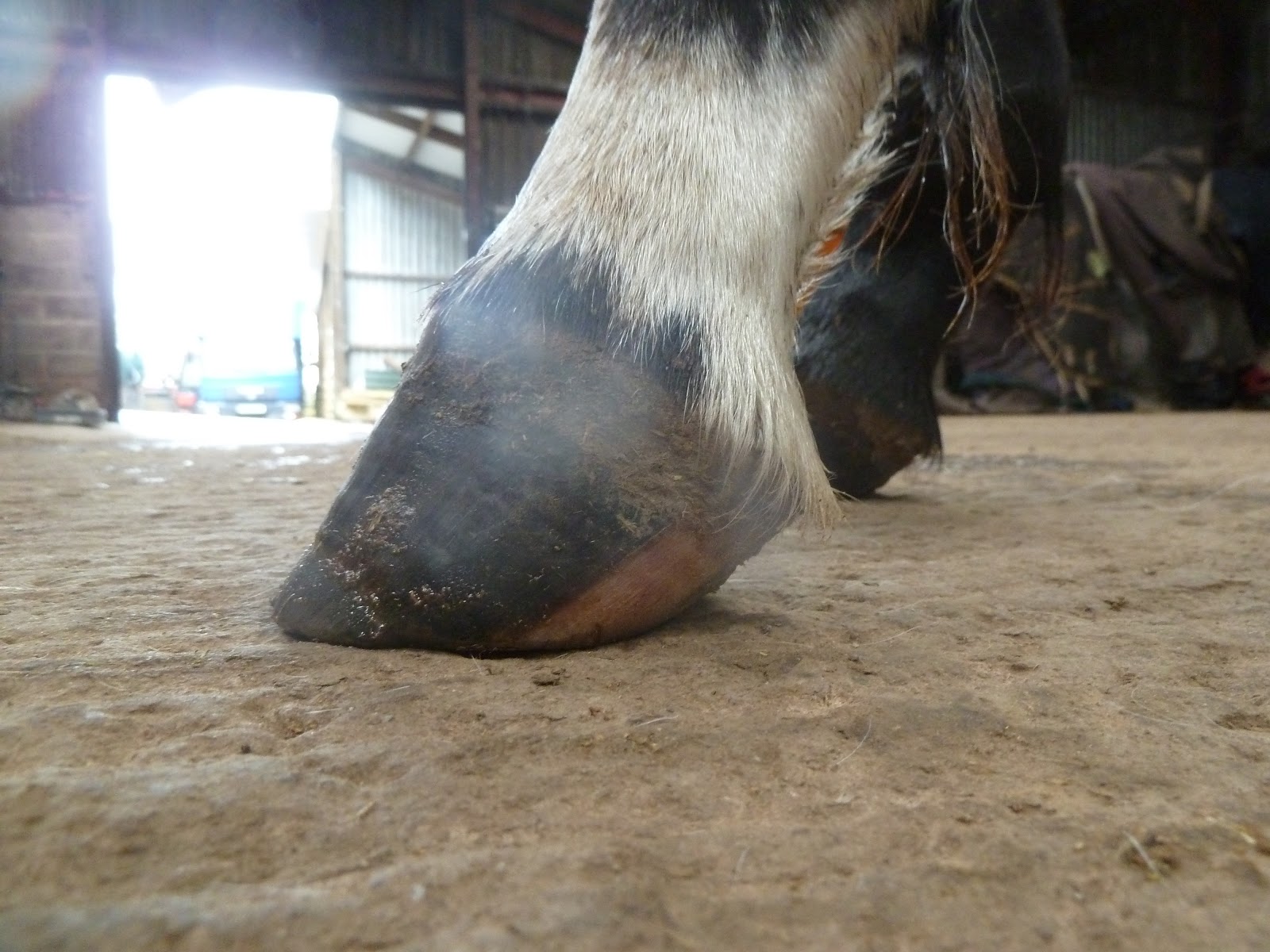 Rockley Farm Foal feet and hoof development