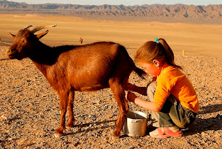 Susu Kambing Untuk Bayi Susu Kambing Untuk Bayi