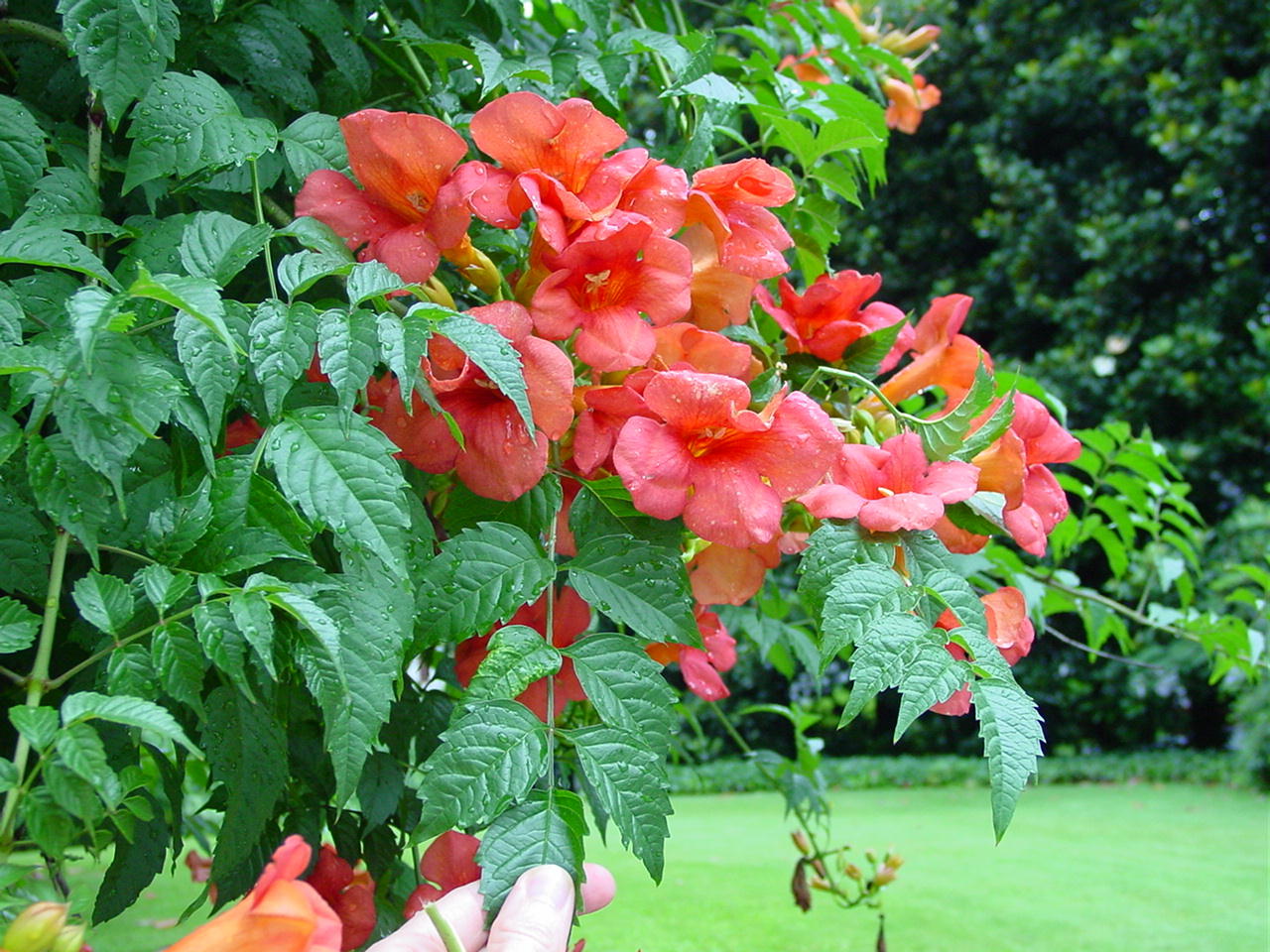 Gogardennow The Gardening Blog Abelia For Butterflies