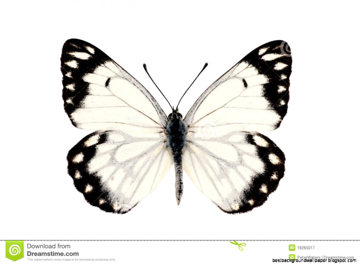 Caper White Butterfly Royalty Free Stock Photography   Image 18265017 Caper White Butterfly Royalty Free Stock Photography   Image 18265017