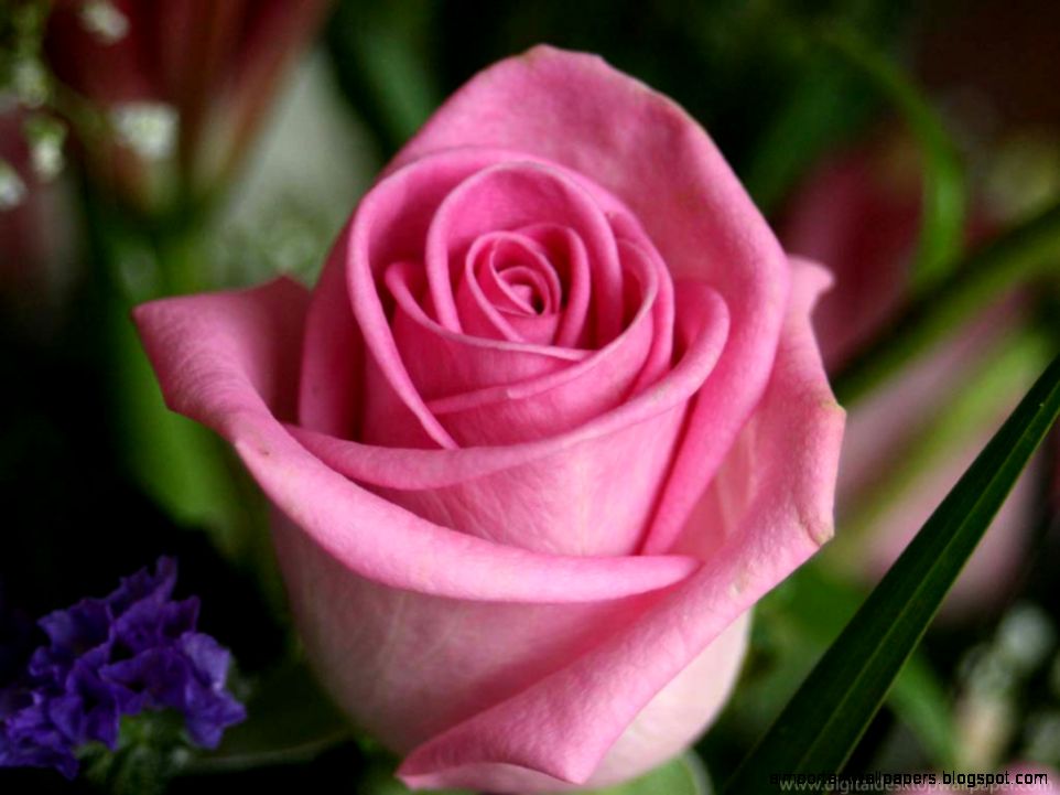 Cute Rose Flower Wallpaper Elegant Pink Rose Flowers Pictures Hd Cute Rose Flower Wallpaper Elegant Pink Rose Flowers Pictures Hd