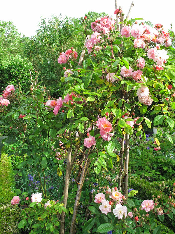 Joanne's Cottage Garden ROSES IN MY VEGETABLE GARDEN