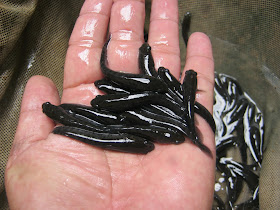 Daftar Harga Bibit Ikan Gabus Hari Ini Juli 2020 Terbaru