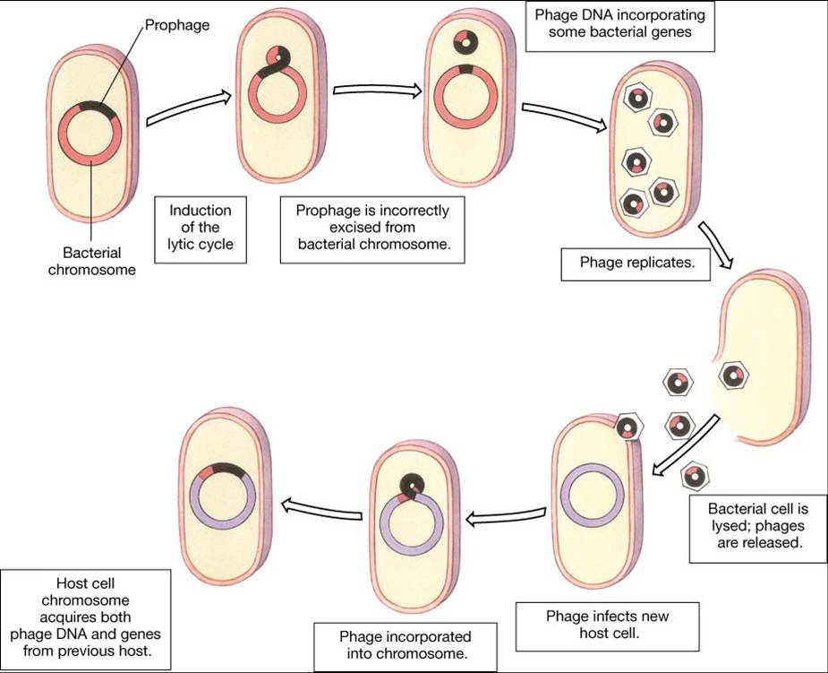 Knowledge Class Transduction