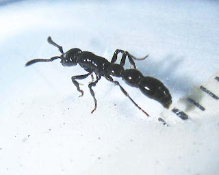 A major worker of Cerapachys ant