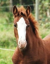 Enmarkens ffanci  welsh cob