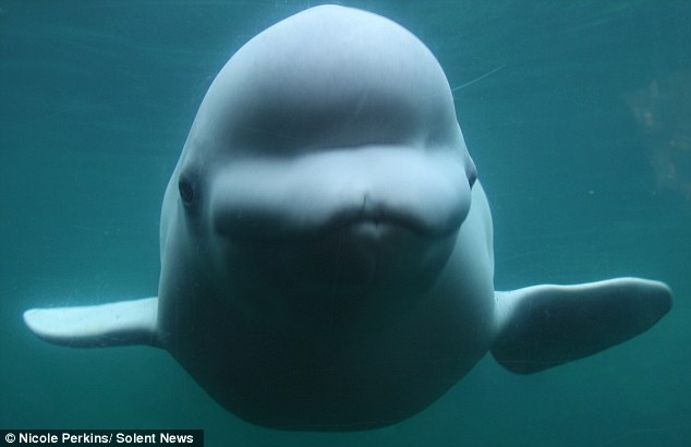 albino beluga whale that