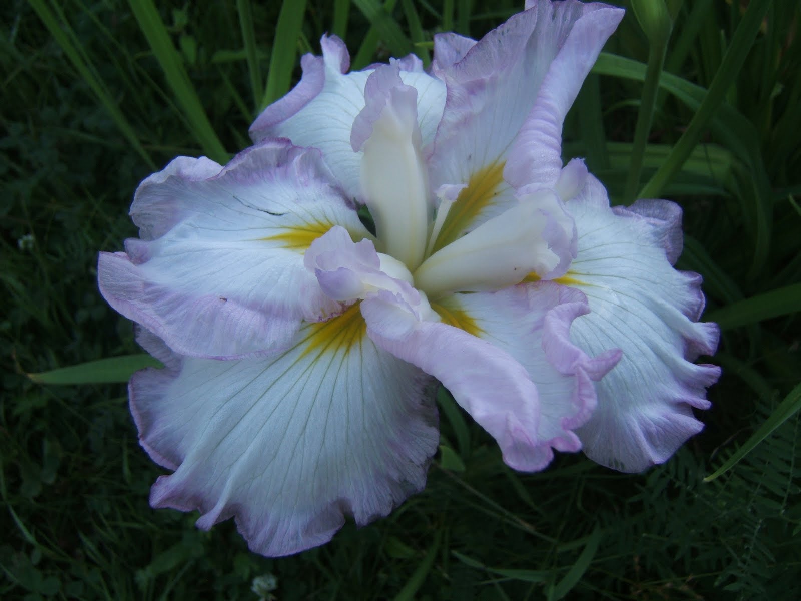 japanese-iris-koi-pond-plants-winter