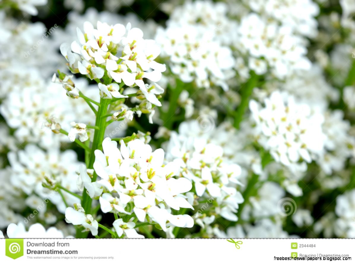 Small White Flowers Stock Images Image 2344484 Small White Flowers Stock Images Image 2344484