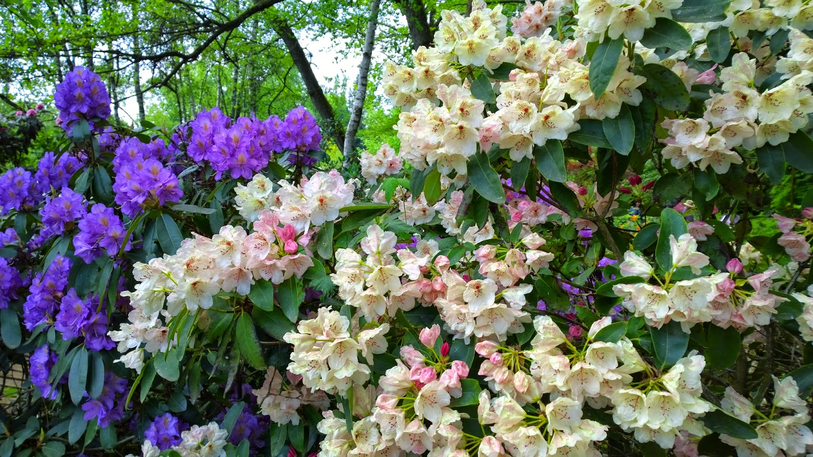 Landschaftspark Und Rhododendren Im Schlosspark Dennenlohe Achims