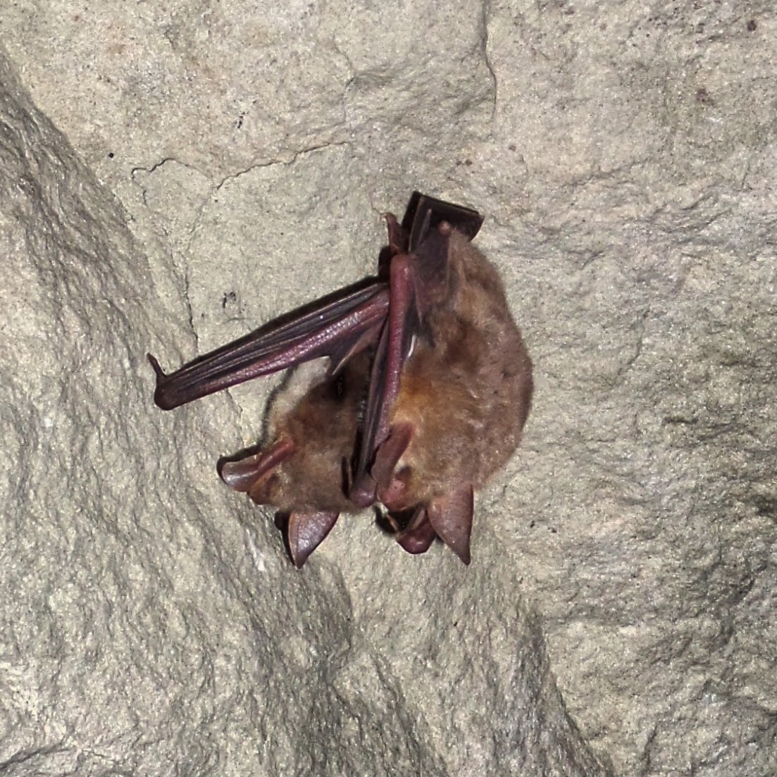 French wildlife and beekeeping Bats and mushroom growing underground