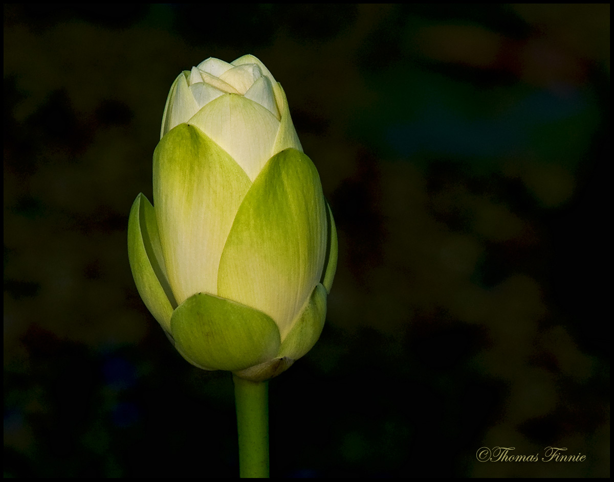 Thomas Finnie Photography THE LIFE CYCLE OF THE LOTUS FLOWER