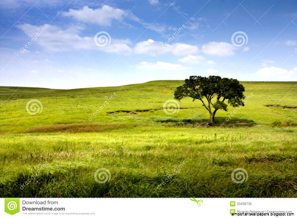 Serene Nature Landscape Of The Midwest Kansas Tall Royalty Free Serene Nature Landscape Of The Midwest Kansas Tall Royalty Free