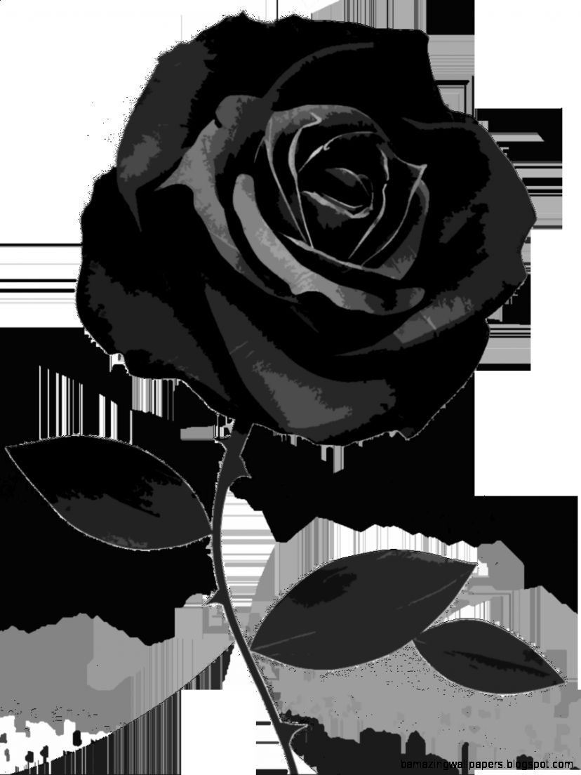 Black Rose White Background